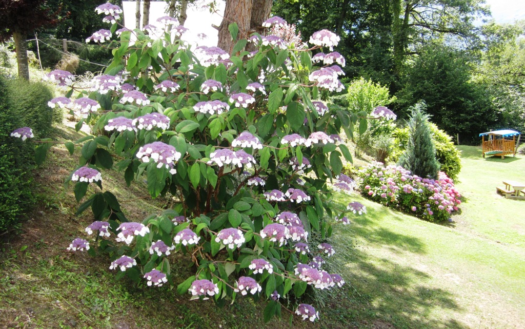 location_gites_pyrenees_fleurs