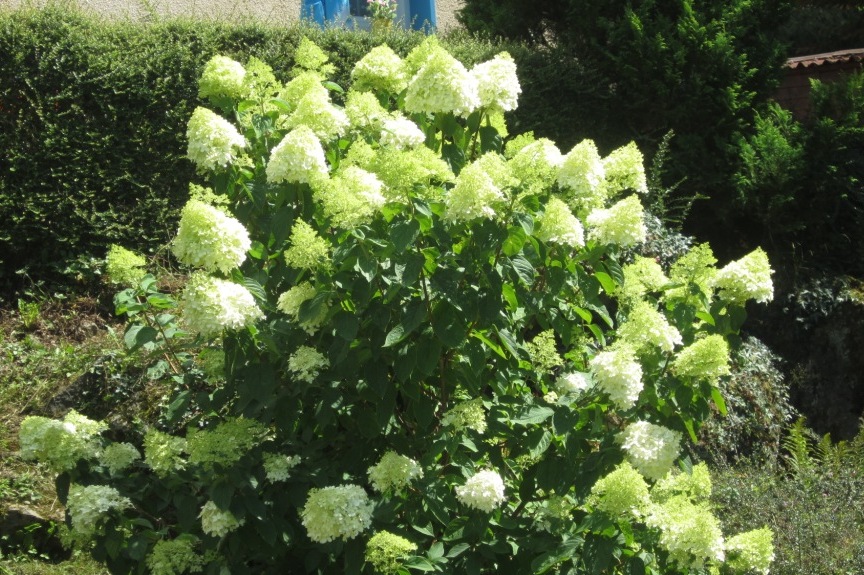 gite_fleurs_pyrenees_stouet