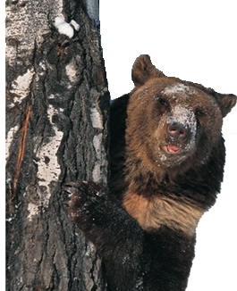 Ours des Pyrénées