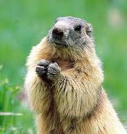 Marmotte gite pyrenees